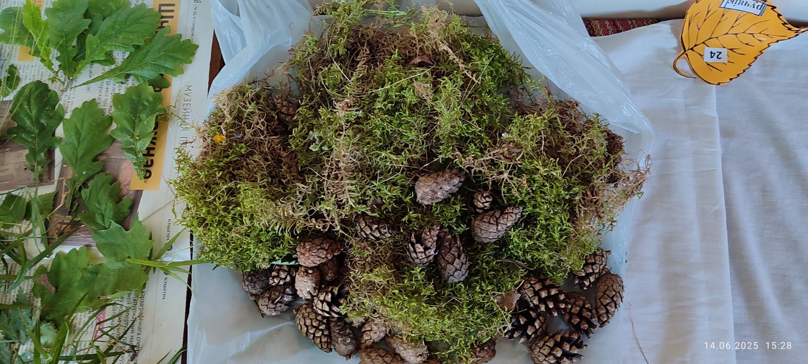 изображение viber 2025 06 14 16 49 50 216